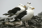 Great Black-backed Gull    Larus marinus 