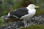 Great Black-backed Gull    Larus marinus 