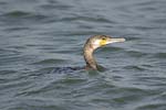 Great Cormorant   
