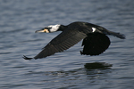 Great Cormorant    