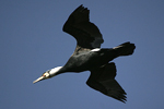 Great Cormorant    Phalacrocorax carbo
