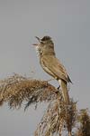 Great Reed Warbler   Acrocephalus arundinaceus