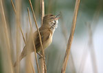 Great Reed Warbler   Acrocephaus arundinaceus