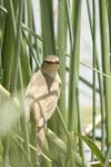 Great Reed Warbler   Acrocephaus arundinaceus