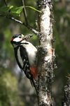 Great Spotted Woodpecker    Dendrocopos major 