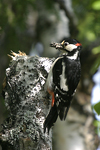 Great Spotted Woodpecker    Dendrocopos major 
