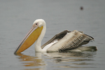 Great White Pelican    Pelecanus onocrotalus