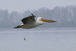 Great White Pelican    Pelecanus onocrotalus