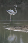 Greater Flamingo   Phoenicopterus ruber