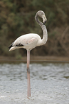 Greater Flamingo   Phoenicopterus ruber