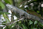 Green Iguana    