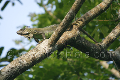  ()     Iguana iguana