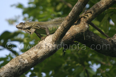  ()     Iguana iguana