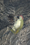 Green Woodpecker   
