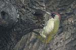 Green Woodpecker   
