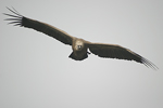 Griffon Vulture   