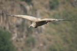 Griffon Vulture   Gyps fulvus