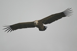 Griffon Vulture   Gyps fulvus