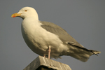 Herring Gull    Larus argentatus 