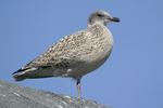 Herring Gull    Larus argentatus 