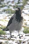 Hooded Crow   Corvus corone cornix