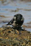 Hooded Crow    Corvus corone cornix 