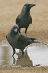 House Crow   Corvus splendens