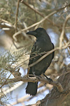 Индийска домашна врана   Corvus splendens
