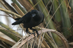 Индийска домашна врана   Corvus splendens
