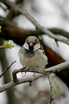 House Sparrow   Passer domesticus