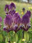 Iris suaveolens    Iris suaveolens