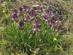      Iris suaveolens