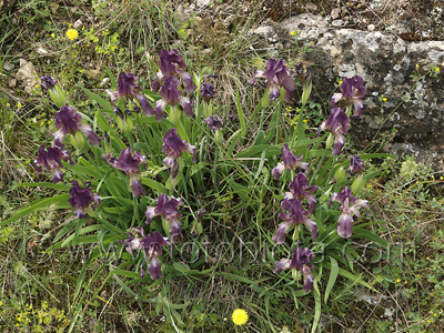      Iris suaveolens