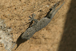 Israeli Fan-fingered Gecko   Ptyodactylus puiseuxi