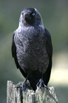Jackdaw    Corvus monedula