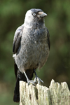 Jackdaw    Corvus monedula