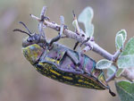 Jewel Beetle   