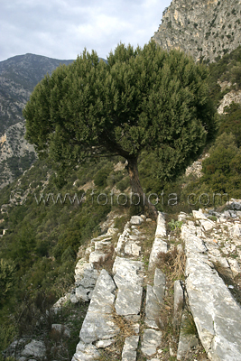      Juniperus excelsa