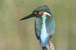 Kingfisher   Alcedo atthis