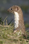 Common Weasel   