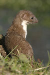 Common Weasel   