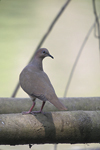 White-tipped Dove    