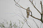 Levant Sparrowhawk   Accipiter brevipes