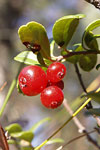 Lingonberry   Vaccinium vitis-idaea