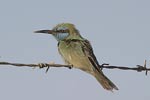 Little Green Bee-eater   Merops orientalis