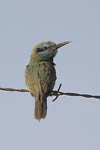 Little Green Bee-eater   Merops orientalis