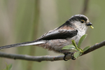 Long-tailed Tit    