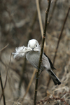 Long-tailed Tit    