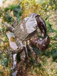 Marbled Rock Crab   Pachygrapsus marmoratus
