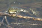 Marsh Frog   